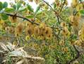 Zygophyllum eurypterum